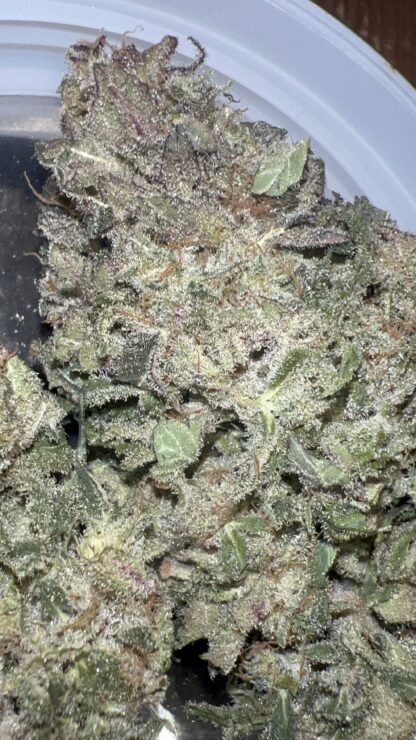 Barn Burner 🔥 (Greenpoint Seeds) - Cultivated in house by Nature’s Fire (Craft)