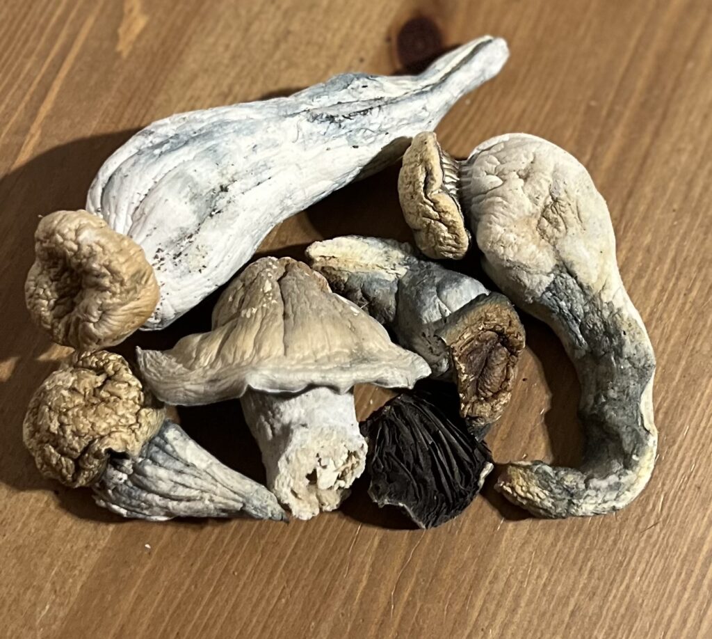 Psilocybin Mushrooms - Long Dong - AAAA ($2.85/g)