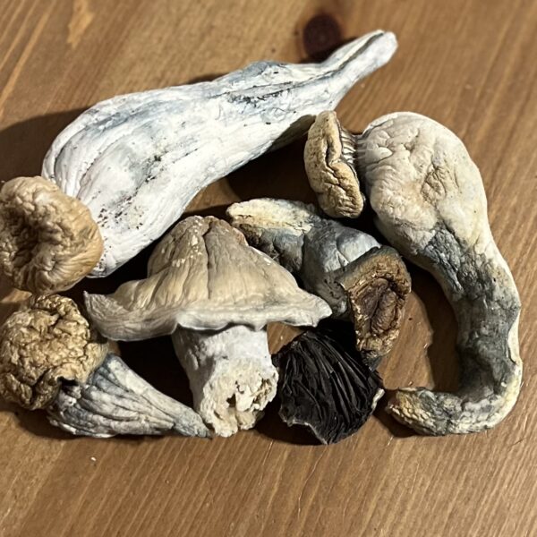 Psilocybin Mushrooms - Long Dong - AAAA ($2.85/g)