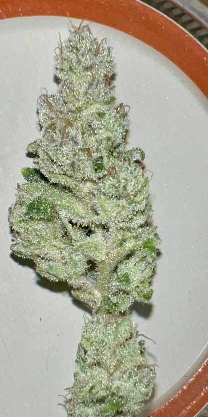 Gas Junkie - Craft - Cultivated In House (Hand Trimmed) SOLD OUT