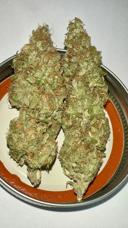 LSO Wild Cherries (Fruity Pheno) - Craft - Cultivated by DirtyDaveLTD (Hand Trimmed) **On Sale**