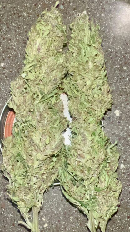Super Lemon Haze - Cultivated in house by Nature’s Fire (AAA) (SATIVA)