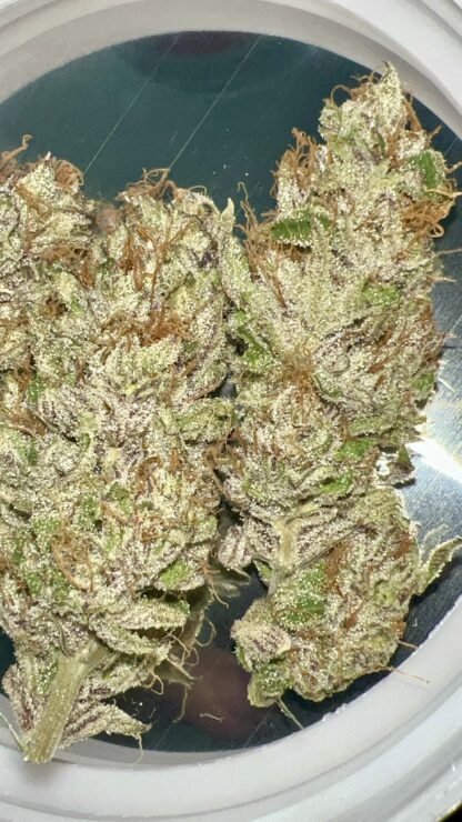 Cake Face (Pheno 1) - Cultivated In-House by Nature's Fire - Image 2