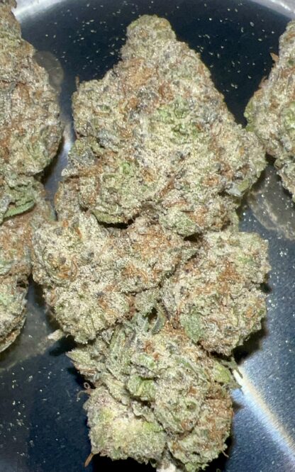 Han Solo Burger (Pheno 1) - (Craft Cultivated In-House)