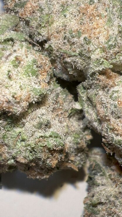 Lemon Cherry Gelato (Pheno 1) - (Craft Cultivated In-House) - Image 2