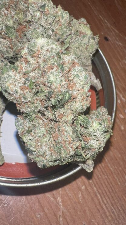 Classic Jack Herer (Pheno 1) - (Craft - Cultivated In House)