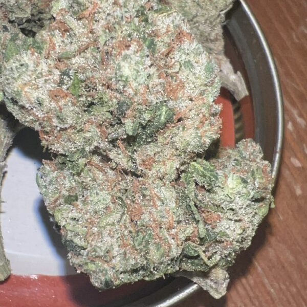 Classic Jack Herer (Pheno 1) - (Craft - Cultivated In House)