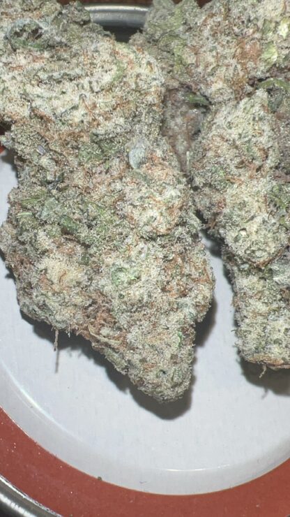 MACH 1 (Pheno 1) - (Craft - Cultivated In House)