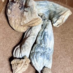 Magic Mushrooms Canada
