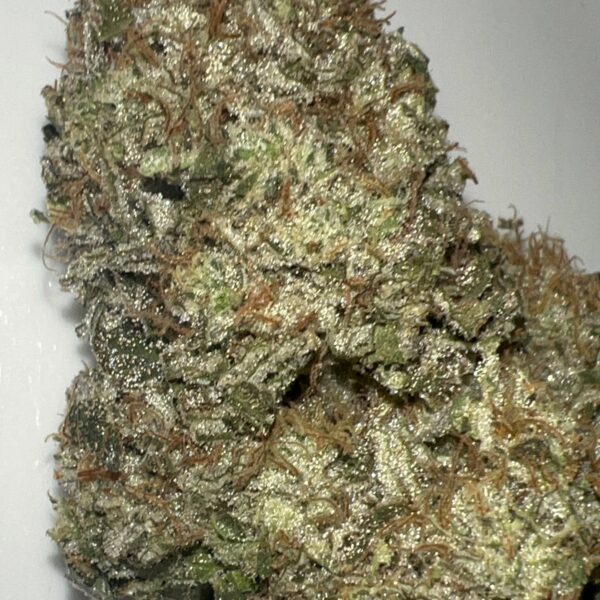 Maverick (Goji OG x Stardawg) - Pheno 1