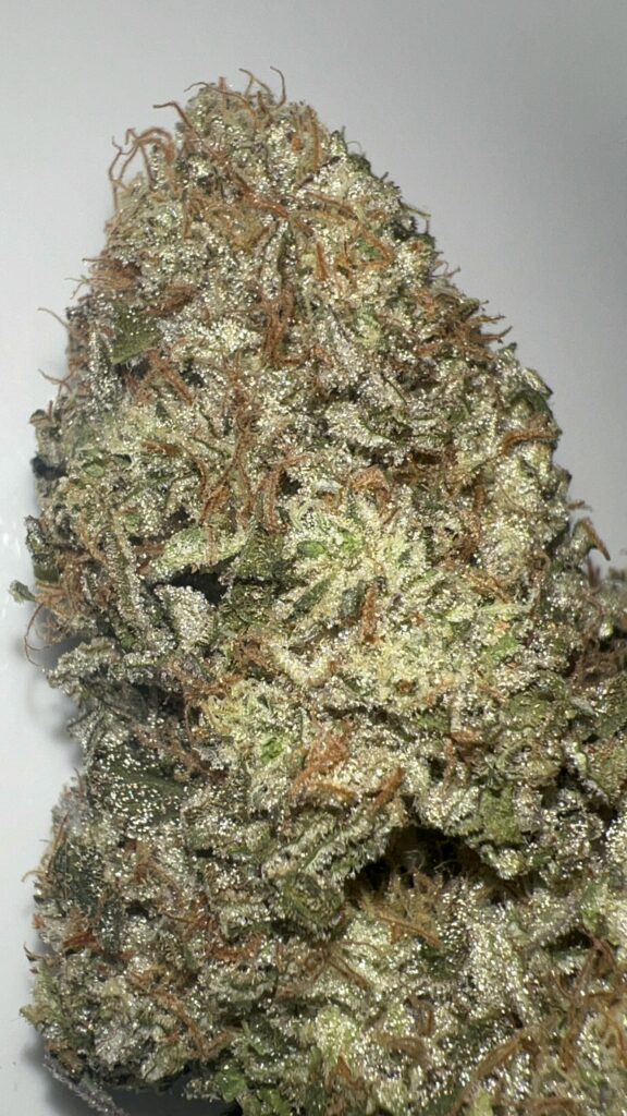 Maverick (Goji OG x Stardawg) - Pheno 1