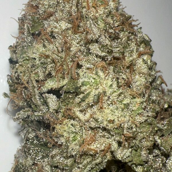 Maverick (Goji OG x Stardawg) - Pheno 1